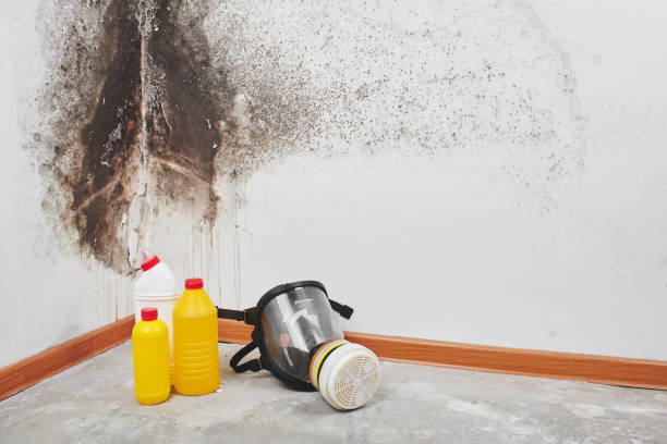 Best Fast Mold Removal  in Massanutten, VA