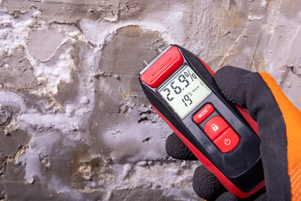 Best Toxic Mold Removal  in Massanutten, VA