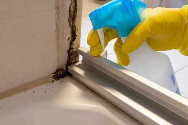 Office Mold Removal Services in Massanutten, VA