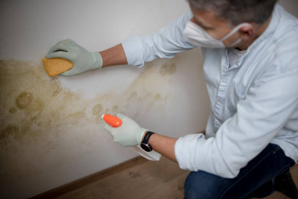 Best Office Mold Removal Services  in Massanutten, VA