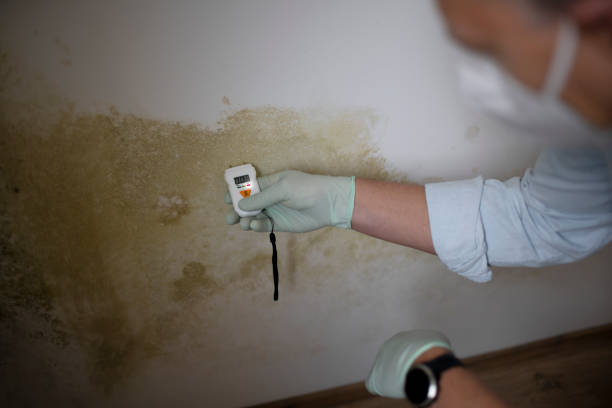 Best Commercial Mold Removal  in Massanutten, VA