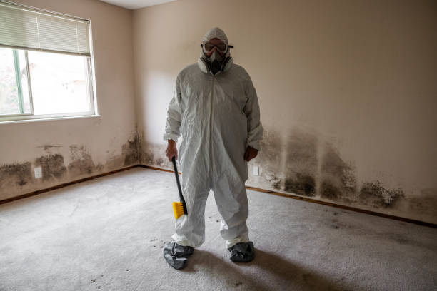 Best Certified Mold Removal  in Massanutten, VA