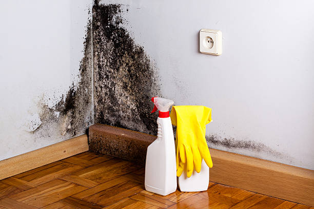 Best Mold Damage Repair  in Massanutten, VA