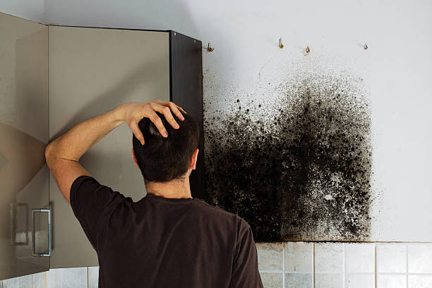 Best Affordable Mold Removal  in Massanutten, VA
