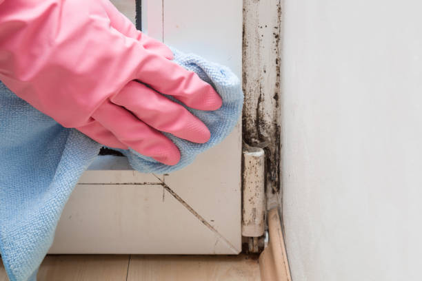 Best Same-Day Mold Removal  in Massanutten, VA